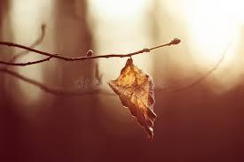 나인우 / '철인왕후' 김정현x신혜선, 수상해. 서로 의심하다가 동침; Folha Verde E Folha Seca Imagem De Stock Imagem De Nave 89794421