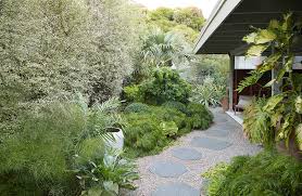 Image result for Pittosporum