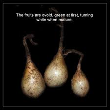 Image result for Curculigo latifolia