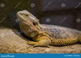 Bearded Dragon Chameleon Lizard in a Desert Stock Image - Image of  chordata, stereoscopic: 171099871