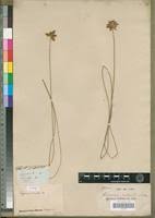 Image result for Cyperus pectinatus