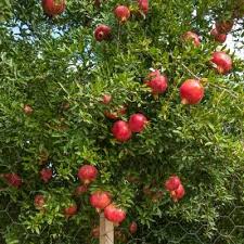 Ripe pomegranate fruit on tree, montenegro. Wonderful Pomegranate Trees For Sale Brighterblooms Com