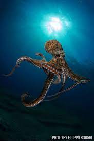 Scuba Diving Magazine S 2014 Photo Contest Winners Underwater Creatures Ocean Animals Ocean Creatures