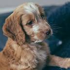 Cockapoo Puppies for Sale - Cockapoo Dog Breed Info ...