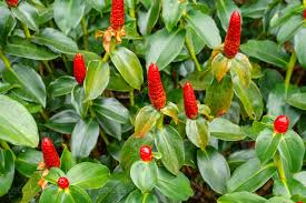 Image result for Costaceae