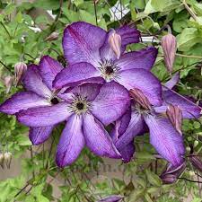 Hard prune (group 3) raised by: Clematis Clematis Viticella Venosa Violacea In The Clematis Database Garden Org