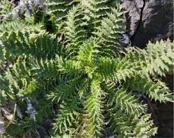 Image result for Tephrosia multijuga