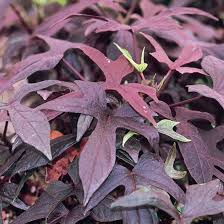 Image result for Ipomoea coptica