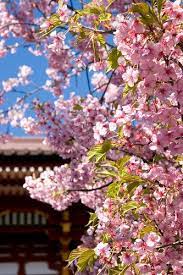 Sakura 2 Cherry Blossom Blossom Blossom Trees