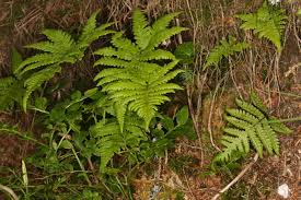 Image result for Thelypteridaceae