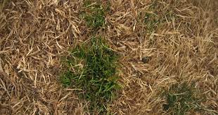 Compare prices & read reviews. Xtremehorticulture Of The Desert Bermudagrass Lawn Requires Dethatching To Look Good