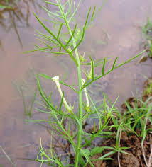 Image result for Rhamphicarpa