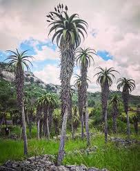 Image result for Aloe excelsa