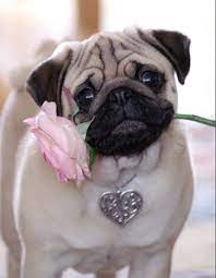 pin by 苓桢罗 on pug club pugs cute pugs pug photos