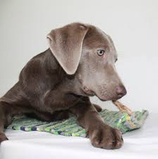 Weimaraner Lab Mix Is This Cross Breed The Right Pup For
