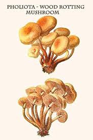 Image result for Clitopilus prunulus