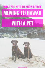 Your pet will need to have had an. Moving To Hawaii With A Pet What You Need To Know