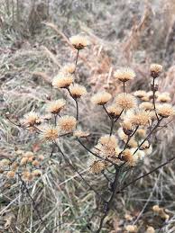 Image result for Vernonia myriantha