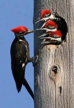 20 Pecker ideas | pileated woodpecker nest, pileated woodpecker baby,  red-bellied woodpecker eating peanuts