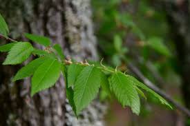 Image result for Ulmaceae