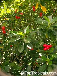 Image result for Ochrosia