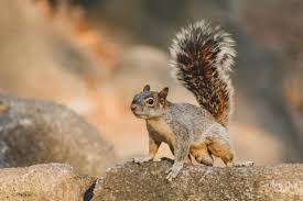 Image result for squirrel poop