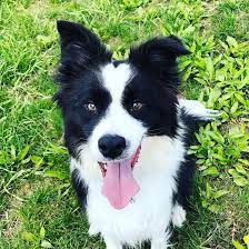Midwest Border Collie Rescue Home Facebook