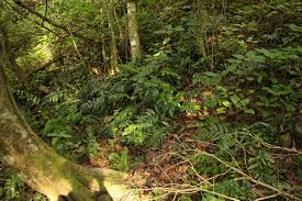 Image result for Asplenium gemmiferum