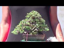 Check spelling or type a new query. Pinzando Shohin De Juniperus Procumbens Nana Sonare Youtube