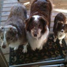 Pin By Robin Waldrip On Dogs Of Our Lives Australian Shepherd Toy Aussie Dog Man