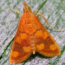 Image result for Pyrausta aerealis