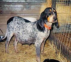 Why buy a bluetick coonhound puppy for sale if you can adopt and save a life? Uk Blue Tick Coonhound Breeders Grooming Dog Puppies Reviews Articles Muamat
