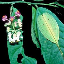 Image result for Polygala kalaboensis