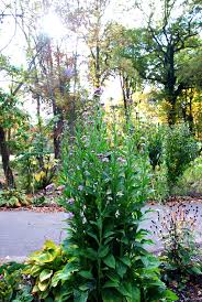 Maybe you would like to learn more about one of these? Very Tall Perennial With Serrated Leaves And Purple And Yellow Aster Like Flowers 204274 Ask Extension