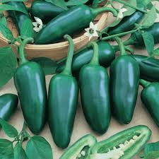 They are ready early this year but nights are too cool to plant them outside yet. Jalapeno M Hot Pepper Plant Seeds For Sale Everwilde Farms