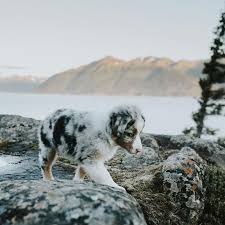 Abbey Nemeth (abbey3295)