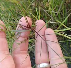 Image result for Rhamphicarpa