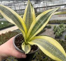 Image result for Sansevieria hallii