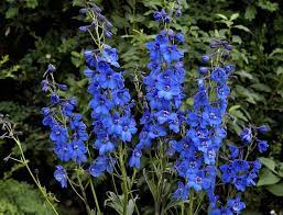 Delphiniums How To Plant Grow And Care For Delphinium Flowers The Old Farmer S Almanac