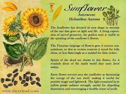 Herbs Associated With Sundays The Sunflower Magickal Herbs Herbs Magical Herbs