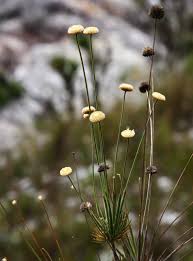 Image result for Syngonanthus welwitschii