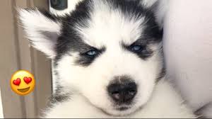 There are some specializations within this type, as the mackenzie river husky or the malamute, the alaskan of sprint as the eurohound, or the eyes blues are not considered an essential feature of this race. Cute Husky Puppy Falling Asleep In My Arms Youtube