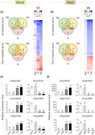 Evidences For A Nutritional Role Of Iodine In Plants Biorxiv