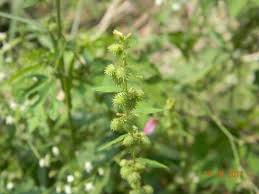 Image result for Triumfetta pentandra