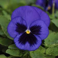 Des Idees Pour Pansy Flower Information Spot And Stripe