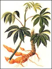 Image result for Manihot esculenta