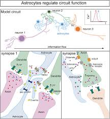 Num?ro de t?l?phone de s?curit? The Role Of Astrocyte Mediated Plasticity In Neural Circuit Development And Function Neural Development Full Text