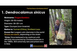 Image result for Oreobambos