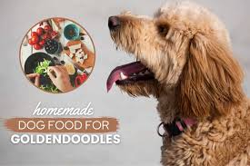 Maybe you would like to learn more about one of these? Goldendoodle Homemade Dog Food Guide Recipes Nutrition Tips Canine Bible