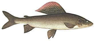 Harius Obyknovennyj Thymallus Thymallus